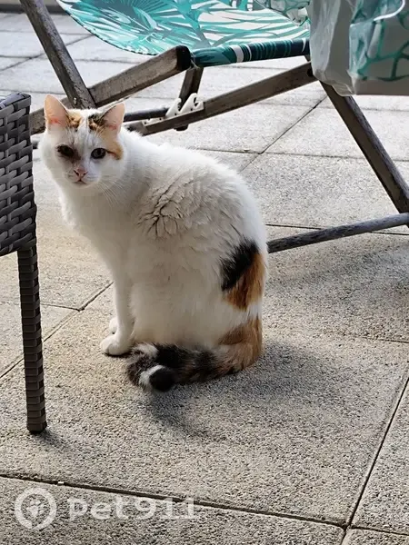Chat tricolore trouvé, insociable, Rue Roseraie - photo