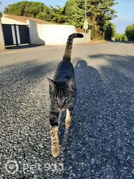 Chat trouvé sans collier à Palaja - photo