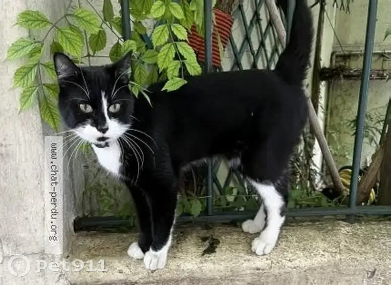 Chat trouvé Passage des Soupirs, Paris - photo
