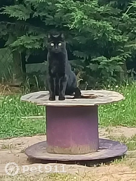 Chatte noire Cookie perdue à Lisieux - photo