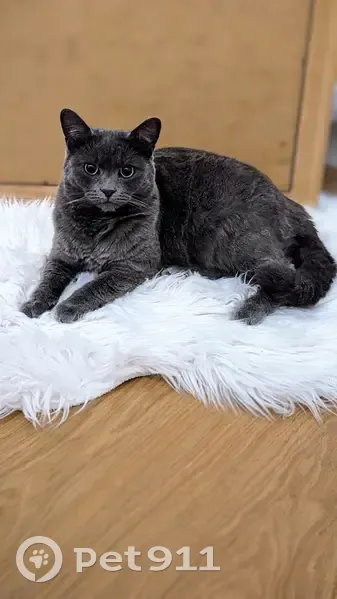Chatte grise disparue à Châteaugiron - photo