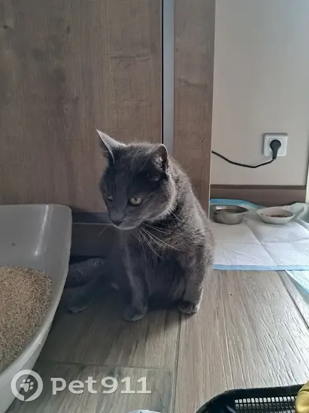 Chatte grise trouvée, cherche propriétaire - photo