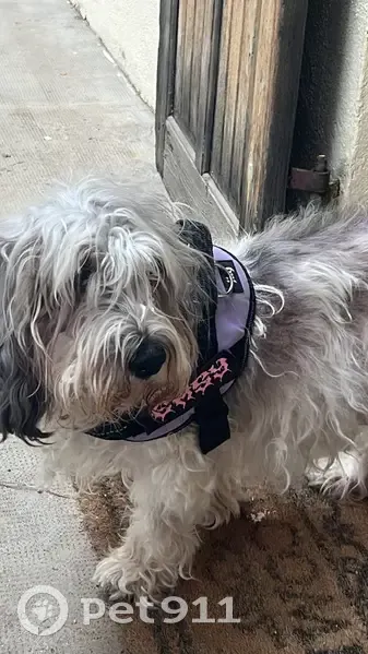 Aidez à retrouver petite chienne âgée et aveugle - photo