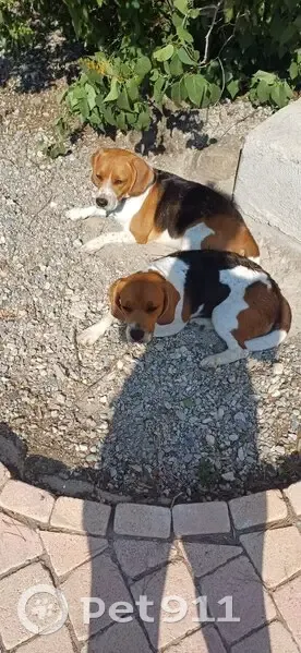 Beagle tricolore femelle 3 ans disparue à Jouques - photo
