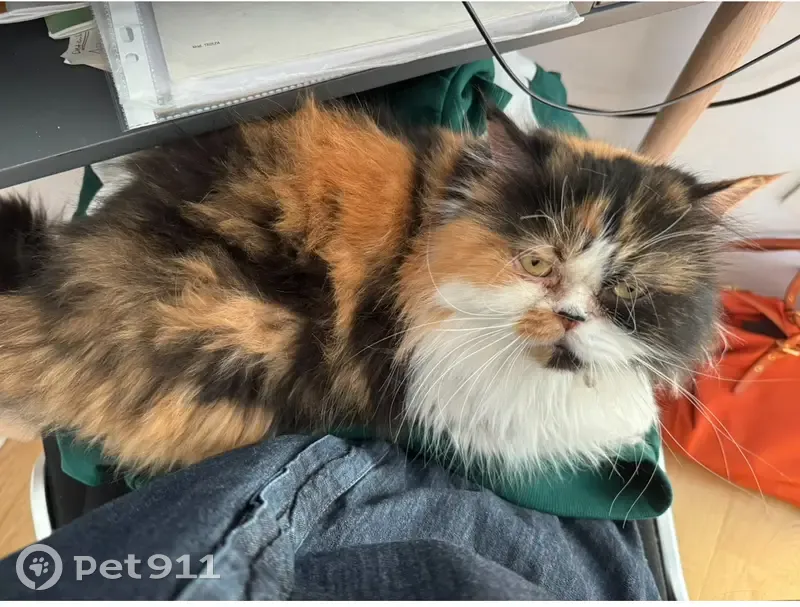 Chat persan tricolore disparu à Nice - photo