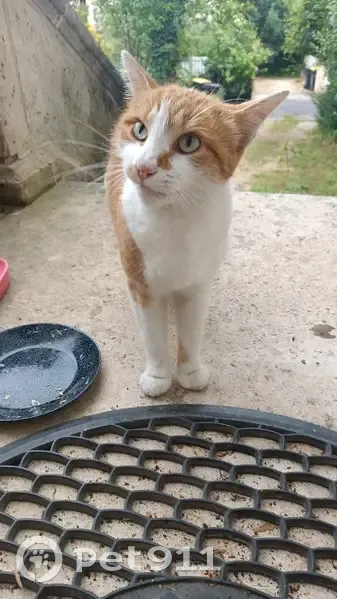 Chat blanc et roux trouvé à Angoulême - photo