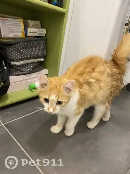 Chat roux trouvé à Montreuil, non pucé - photo