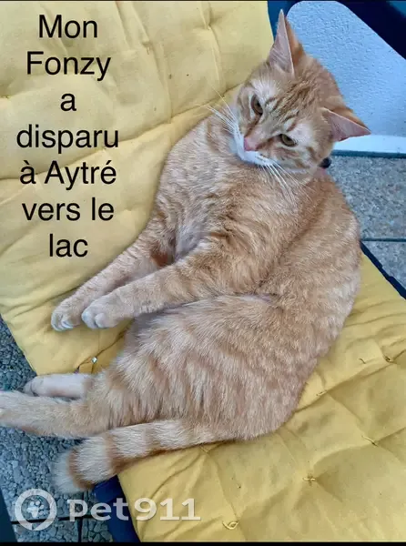 Chat roux 2 ans perdu à Aytré, Rue du Galion - photo