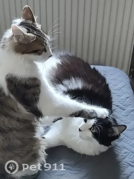 Chat perdu : Sacha, tigré fauve et blanc - photo