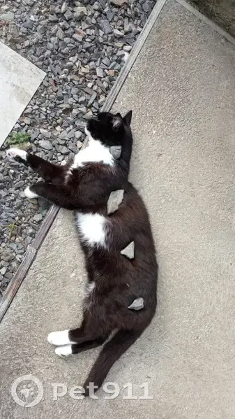 Chat mâle noir et blanc perdu à Bazougers - photo