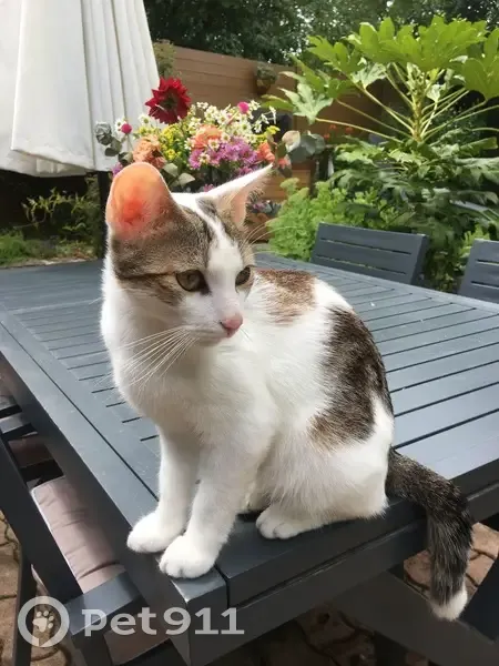 Chat mâle 1 an perdu à Baden - photo