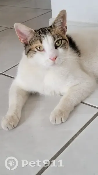 Chatte calico trouvée près de Paul Valery - photo