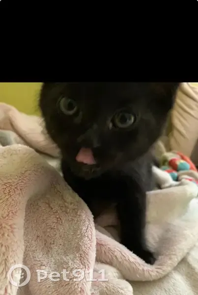 Chaton noir perdu à Noyon, répond à Vénus - photo