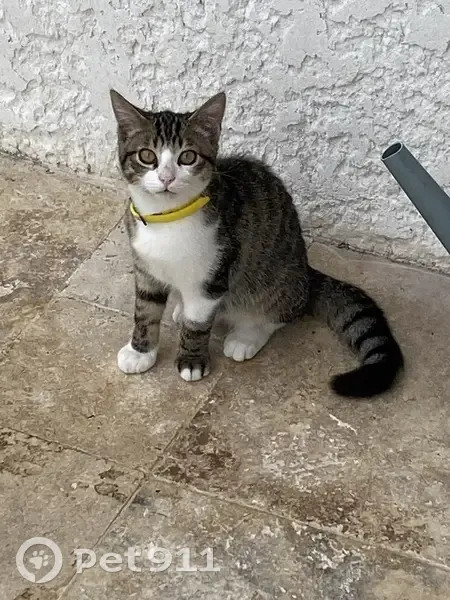 Chat trouvé, femelle 6 mois, véto lundi Guéret - photo