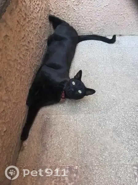 Chat noir perdu, collier nœud papillon, Toulon - photo