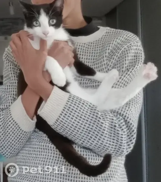 Chat disparu : Edgar, 9 mois, noir et blanc - photo
