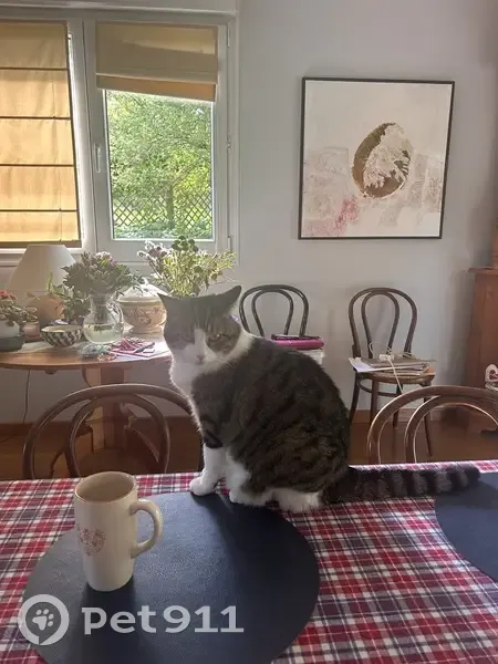 Chatte tigrée blanche disparue depuis 16 août - photo