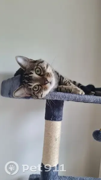 Chat européen perdu à Palaiseau - photo