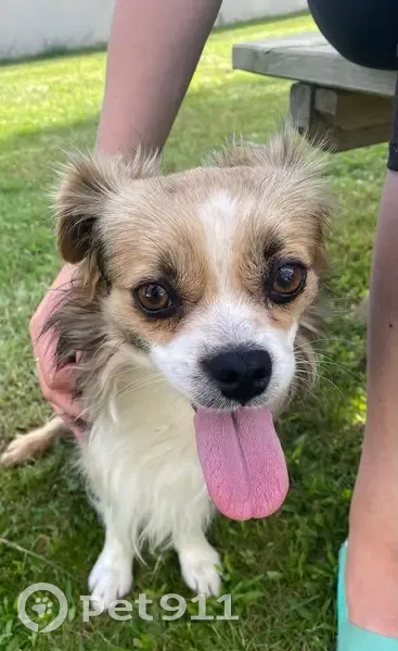 Chihuahua trouvé à Fontenilles le 17/08 - photo
