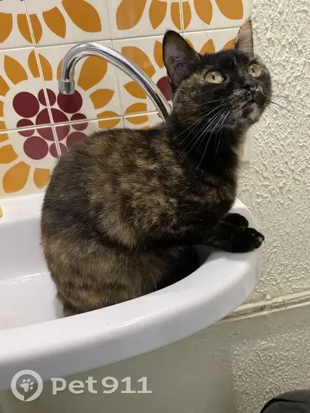 Chat écaille de tortue disparue à Lyon - photo