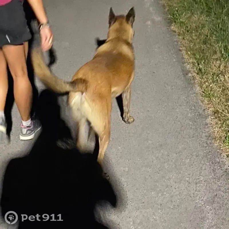 Berger malinois trouvé à Rioz - photo