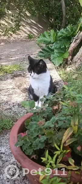 Chatte noire et blanche perdue à Vigneux - photo