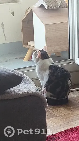 Chat perdu à Argenteuil, très craintif - photo