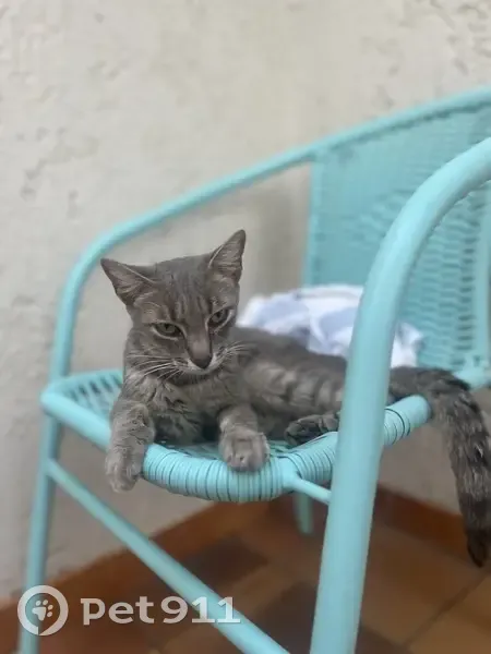 Chatte grise trouvée à Porto-Vecchio, Corse - photo