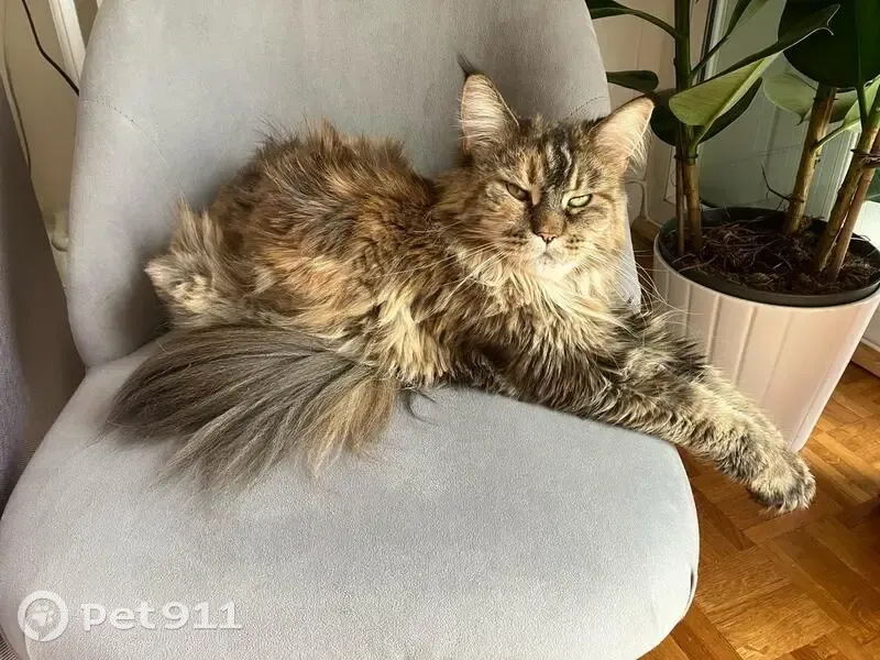 Chat Maincoon perdu 117 Bd Lefebvre Paris 75015 - photo