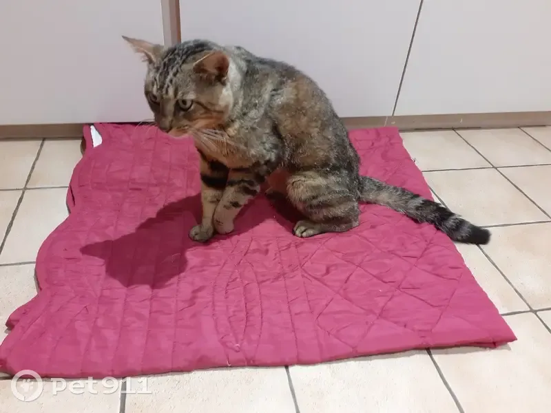 Chat tigré trouvé, blessé patte, Abondant - photo
