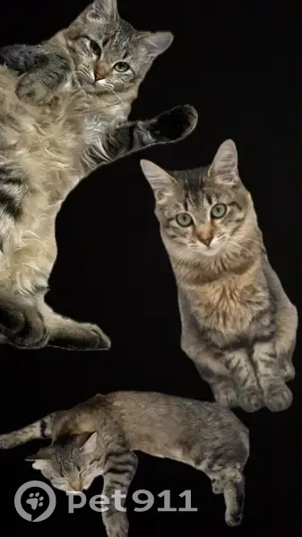 Chatte tigrée perdue à Sevran, avenue de Livry - photo