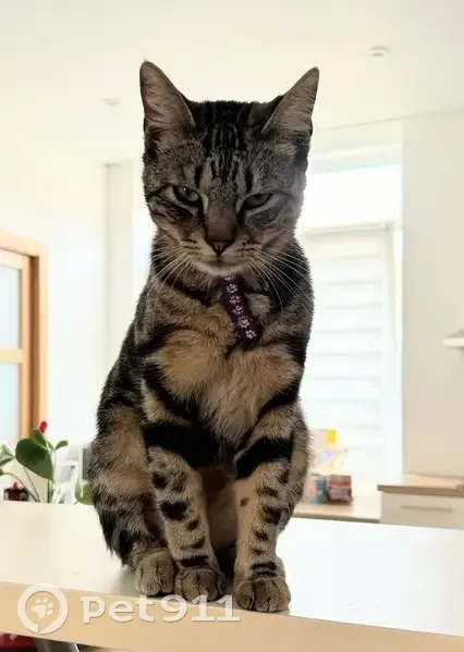 Chat tigré avec harnais violet perdu - photo