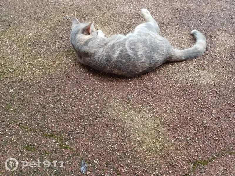 Chatte trouvée miaulant à Cesancey - photo
