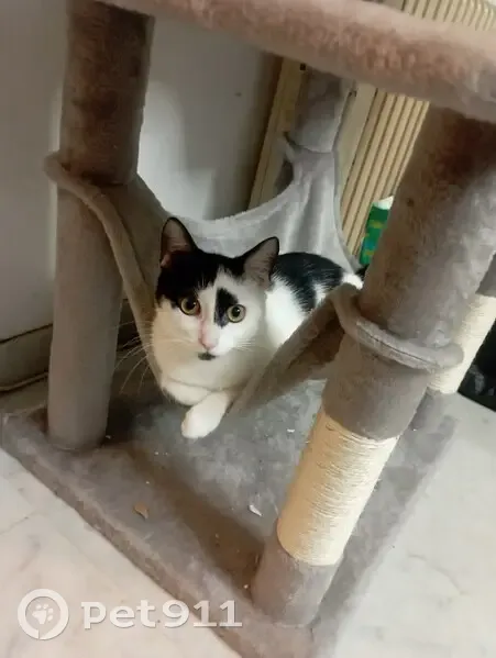 Chatte peureuse perdue à Nice, quartier Libération - photo