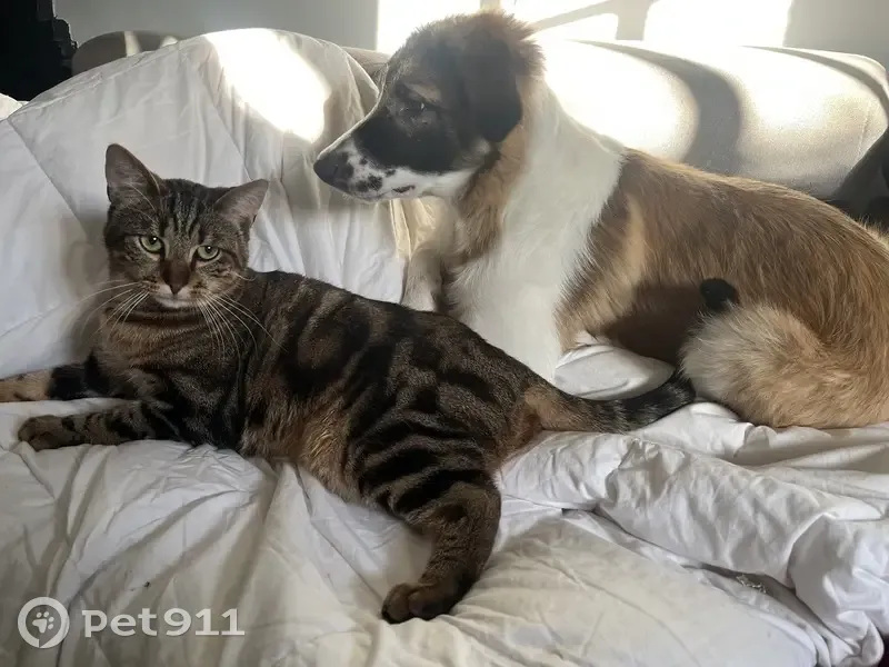 Chat castré non pucé disparu à Haisnes - photo