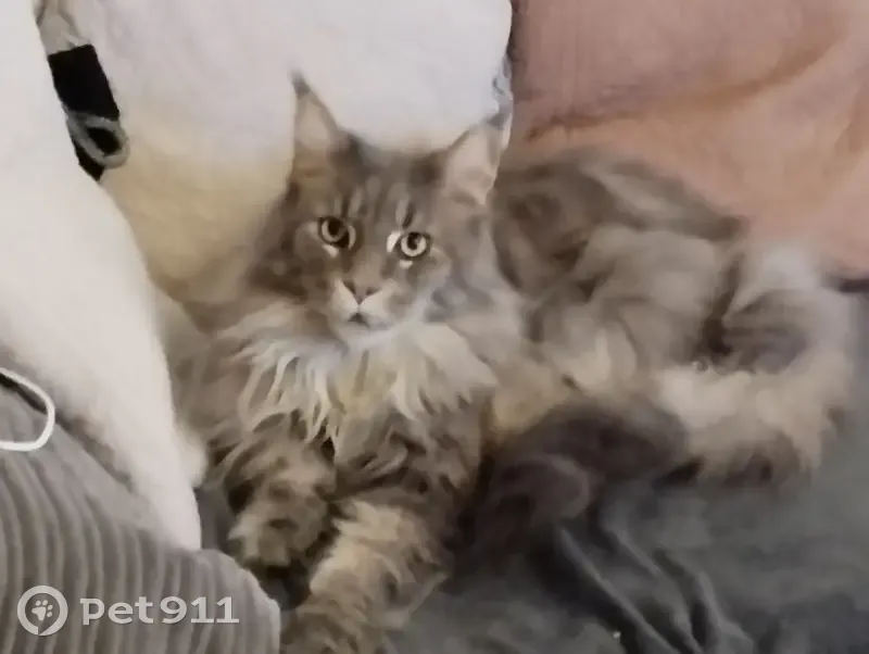 Chat Maincoon gris clair perdu à Neuilly-SF - photo