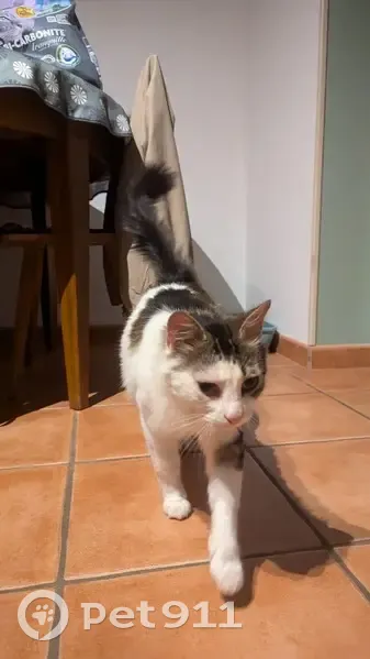 Chat blanc tacheté trouvé à Colombes (92) - photo