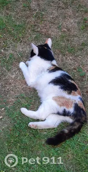 Chatte écaille disparue depuis le 15 août - photo