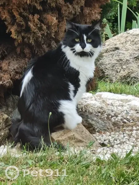 Chat noir et blanc perdu à Mérenvielle - photo