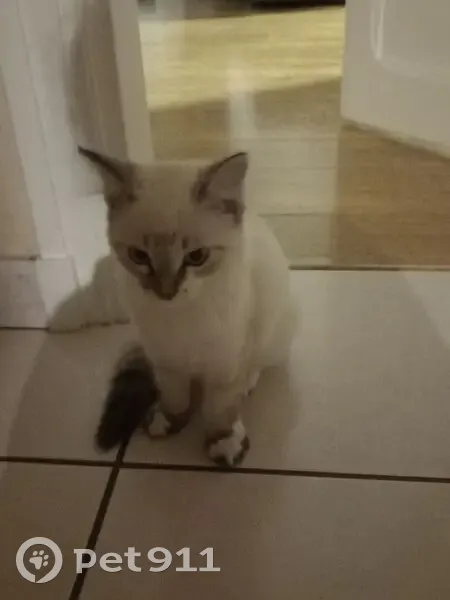 Chat blanc mâle TITI perdu à Arc-sur-Tille - photo