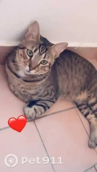 Chat disparu à la Résidence Pin Vert, Aubagne - photo