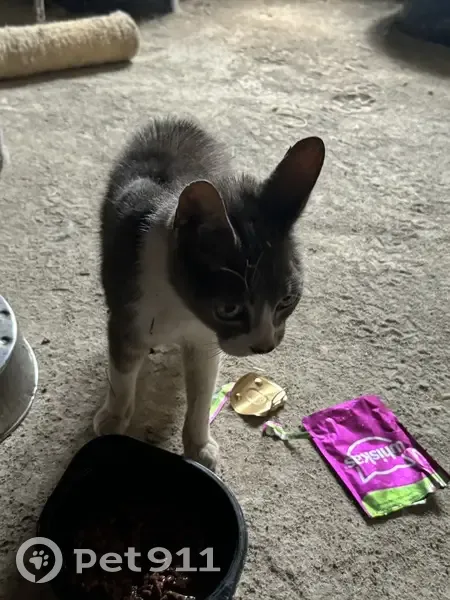 Chat gris et blanc trouvé, très maigre, sociable - photo