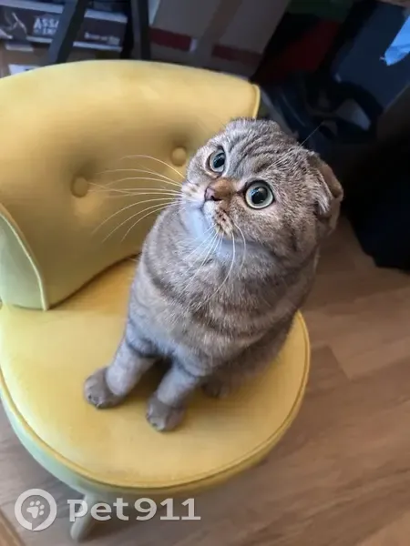 Chat perdu à Agde, Impasse des Sargasses - photo