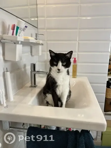 Chatte noire et blanche, 17 ans, perdue à Savigny - photo