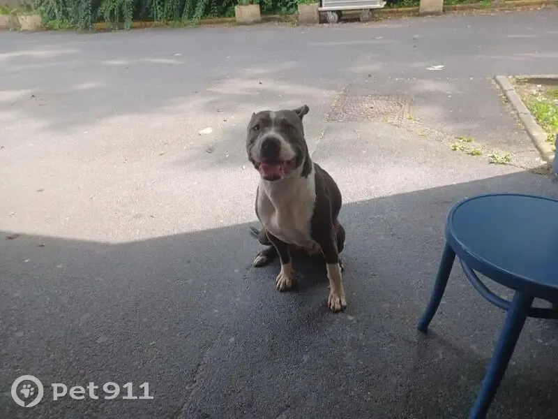 Chien sans collier trouvé Rue des Fossés, 32 - photo