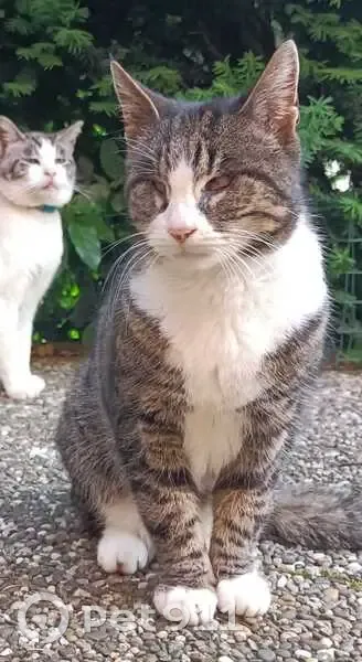 Chatte tigrée aveugle disparue à Wittelsheim - photo