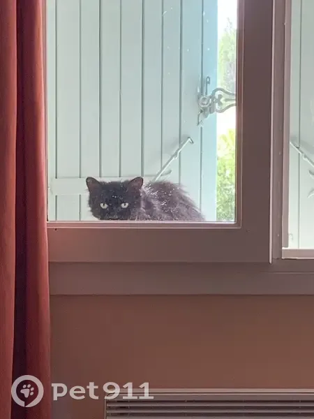 Chat noir trouvé, affamé, 2 colliers, Castelnau - photo