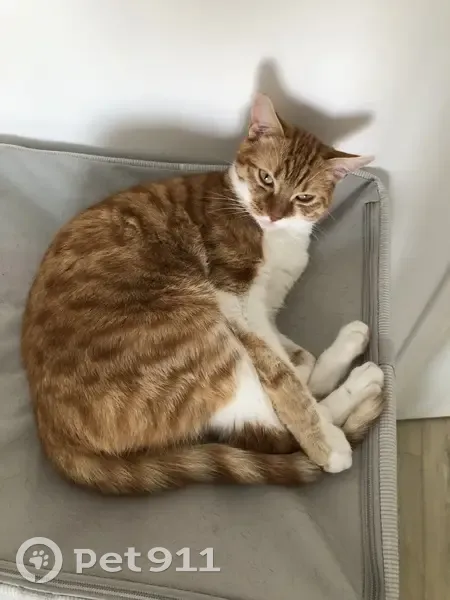 Chatte blanche et rousse perdue à Viroflay - photo