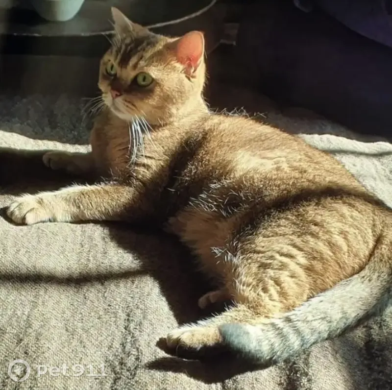 Chat British Shorthair perdu à Paris - photo