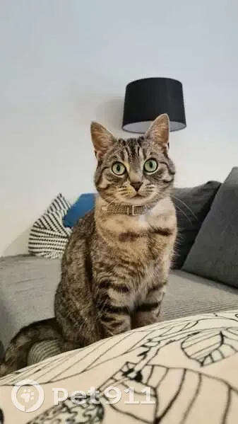 Chatte Perdue à Clairmarais: Yuna, Rue Courcelles - photo
